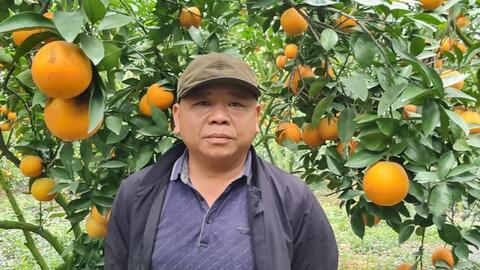 Được mùa được giá, người trồng cam ở Bắc Giang dự kiến thu tiền tỷ