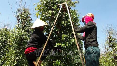 Tiêu được giá vụ đầu xuân