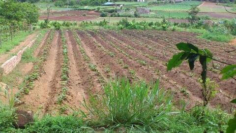 "Sốt" đất nông nghiệp, nhà đầu tư mạnh tay xuống tiền bất chấp rủi ro