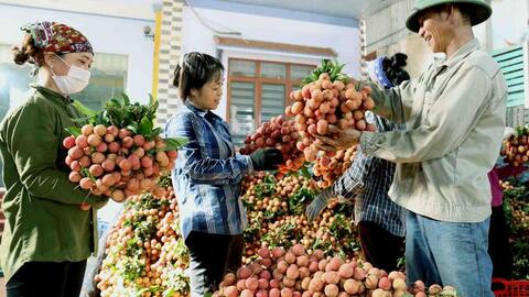 Gần 450.000 đồng/kg vải thiều tại Mỹ