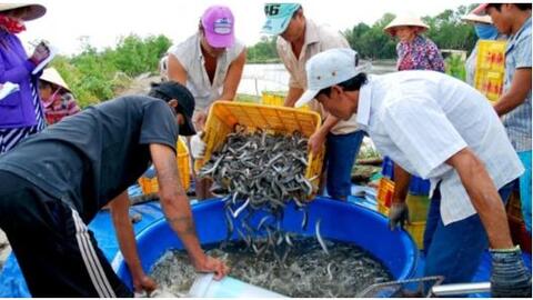 Cá kèo hút hàng, tăng giá dịp cận Tết
