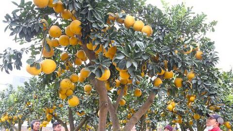Cây bưởi Diễn thế Tam đa cao hơn 4m, giá 80 triệu đồng xuống phố "chơi Tết"