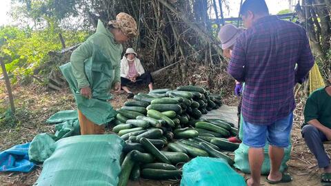 Nông dân lao đao với bí đao