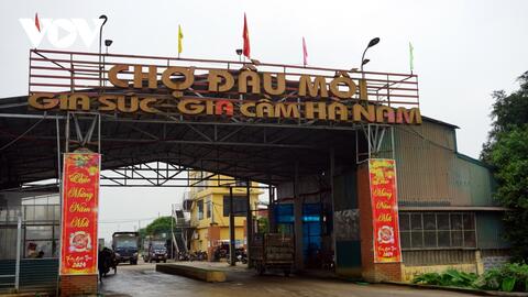 Giá lợn hơi được dự báo sẽ tăng trong dịp nghỉ lễ 30/4 - 1/5