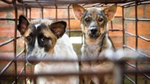 Kêu gọi chấm dứt buôn bán thịt chó mèo tại Việt Nam, thí điểm các thành phố nói không với thịt chó mèo