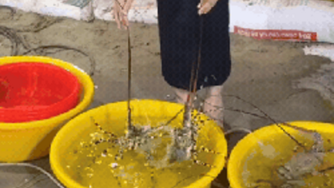 Đi Mũi Né đừng quên "săn" hải sản giá rẻ ở chợ làng chài: Tính tiền theo thau, "hời" hay không do tay khách chọn