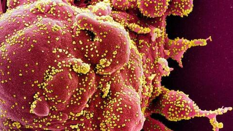 AI Trung Quốc phát hiện gần 162.000 virus RNA mới với tốc độ kỷ lục