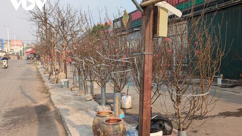 Đào Nhật Tân, đào núi “xuống phố” hút khách chơi Tết sớm
