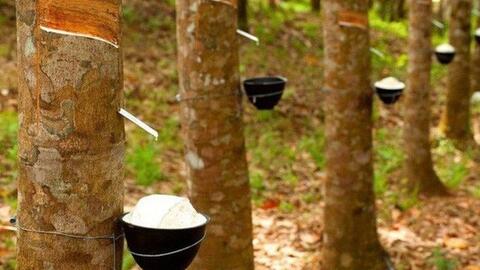 Cổ phiếu một doanh nghiệp "tím lịm" lập đỉnh lịch sử sau khi báo lãi quý cao nhất 10 năm