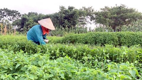 Xây dựng thương hiệu sản phẩm OCOP cho các loại rau gia vị