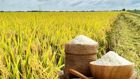 Giá lúa gạo hôm nay ngày 24/6: Biến động trái chiều