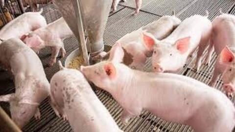 Giá heo hơi hôm nay 19/6/2025: Cao nhất 73.000 đồng/kg