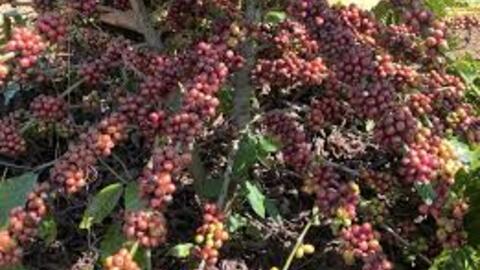 Giá cà phê Robusta giảm 0,1% về mức 3.887 USD/tấn