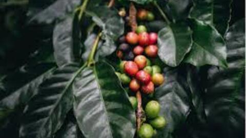 Giá cà phê Arabica giảm về mức 6.945 USD/tấn, thấp nhất trong vòng hơn 5 tháng