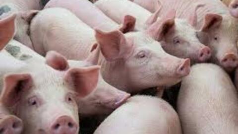 Giá heo hơi hôm nay 23/6/2025: Cao nhất 73.000 đồng/kg