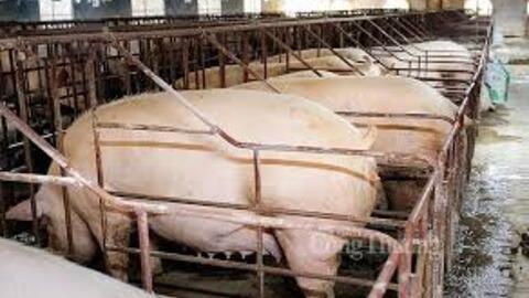 Giá heo hơi hôm nay 25/6/2025: Duy trì giá cao