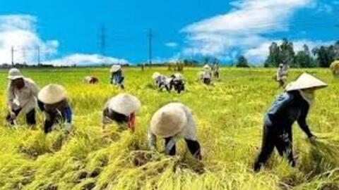 Đưa nông sản Việt vượt bão thuế, hướng tới kim ngạch 65 tỷ USD