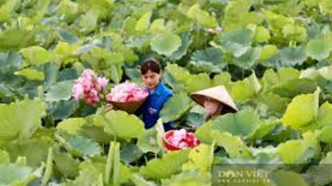 Mô hình trồng sen mang lại cuộc sống khấm khá cho người dân Hà Tĩnh