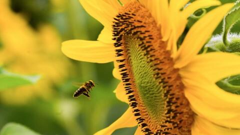 Đồi hoa hướng dương của TH true MILK nở rộ: Tham quan tự do từ ngày 16/12