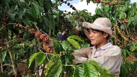 Giá cà phê thế giới đồng loạt tăng