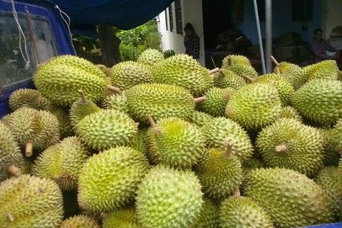 Giá sầu riêng hôm nay 8/8: Thị trường ổn định, Musang King giảm sâu, Đắk Lắk bước vào cao điểm thu hoạch