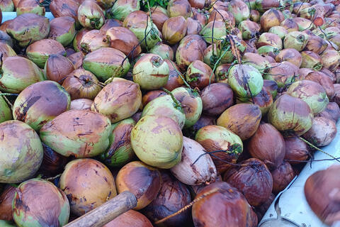 Tăng trưởng ngành dừa tươi chững lại, cảnh báo nguy cơ thị trường