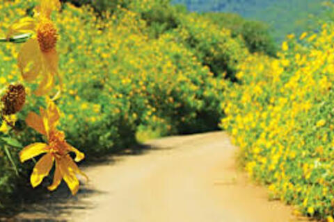 Vườn quốc gia Ba Vì thu hút đông du khách ngắm hoa dã quỳ nở rộ