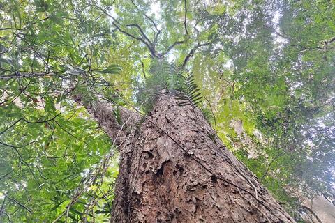 Đánh thức 'vàng xanh' carbon từ rừng Gia Lai