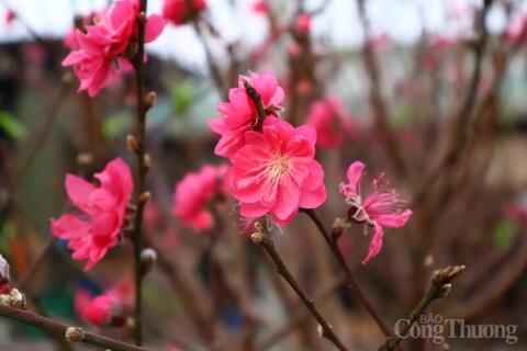 Chùm ảnh: Hà Nội rực rỡ sắc đào những ngày tháng Chạp