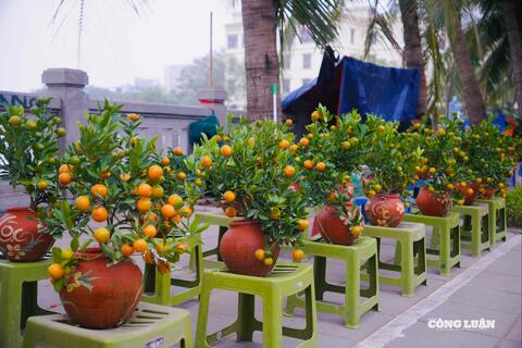 Đào, quất xuống phố đón Tết Bính Ngọ: Quất tăng giá nhẹ, đào ổn định