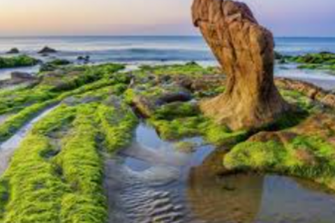 Mùa rêu xanh ở bãi biển Cổ Thạch