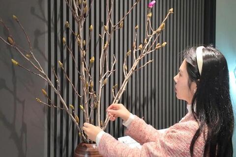 Hoa mộc lan thêm lựa chọn cho người chơi hoa dịp Tết