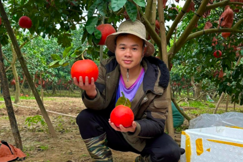 Hà Nội: Bưởi đỏ Đông Cao tạo hình “Tài - Lộc” hút khách dịp Tết