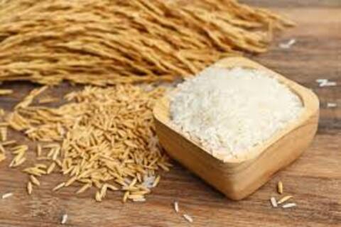 Giá lúa gạo hôm nay ngày 18/3/2026: Lúa tươi đồng loạt giảm