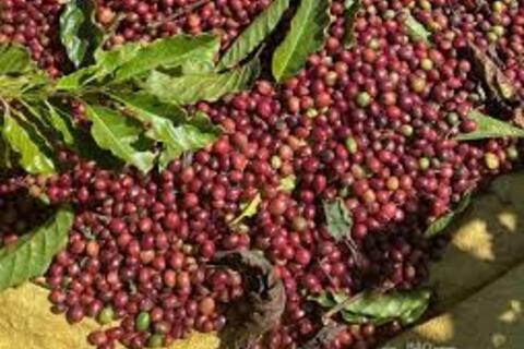Giá cà phê thế giới giảm mạnh liên tiếp