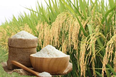 Giá lúa gạo hôm nay ngày 16/4: Lúa tươi đồng loạt tăng