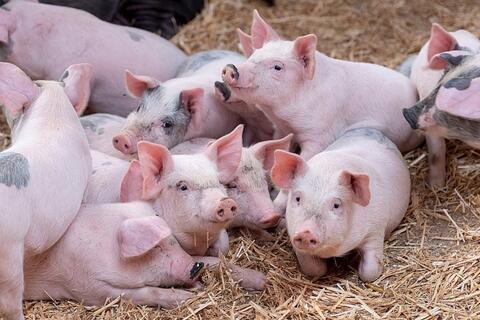 Giá heo hơi hôm nay 27/4/2026: Ổn định phiên đầu tuần