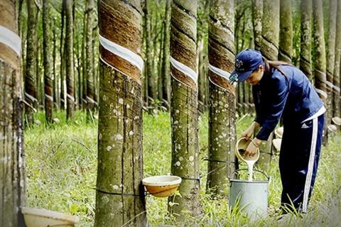 Xuất khẩu cao su đối diện sức ép từ giá và quy định môi trường