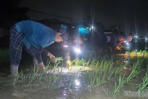 Nông dân đội đèn cấy lúa trong đêm tránh nắng nóng