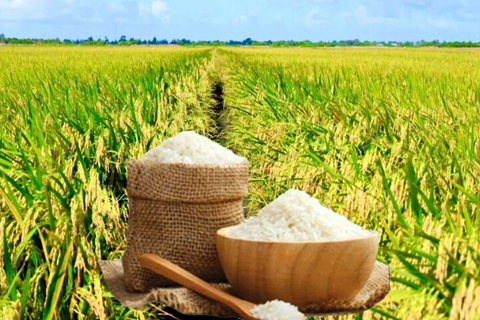 Giá lúa gạo hôm nay ngày 22/6: Lúa tươi biến động nhẹ