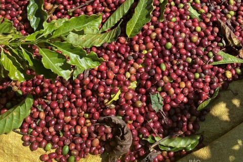 Giá cà phê Arabica tăng gần 7%