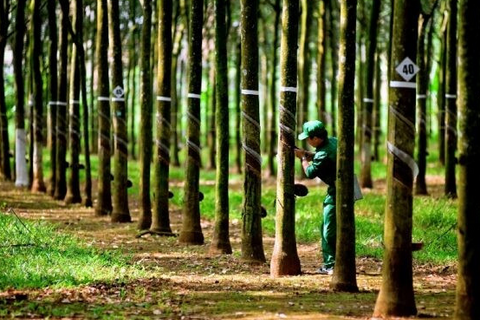 Cao su Tây Ninh (TRC) doanh thu quý II đi lùi, kỳ vọng có 500 tỷ đồng tiền đền bù đất nửa cuối năm