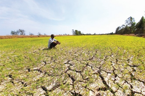 Xâm nhập mặn có thể lấn sâu tại Đồng bằng sông Cửu Long do tác động của El Nino