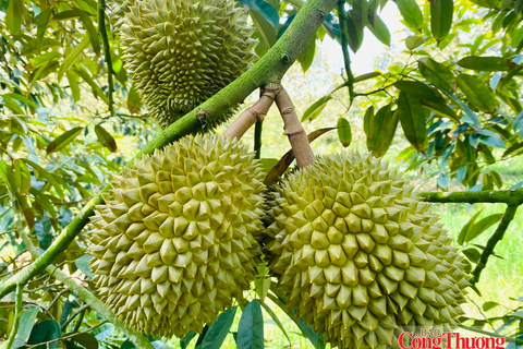 Tiếp sức cho nông sản Việt vào thị trường Trung Quốc