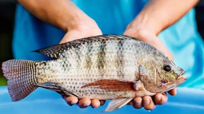 <a href="/thi-truong" title="Thị trường" rel="dofollow">Thị trường</a>