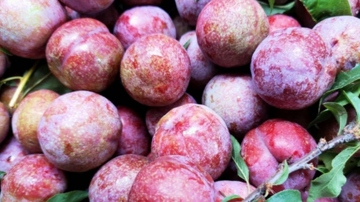 <a href="/thi-truong" title="Thị trường" rel="dofollow">Thị trường</a>