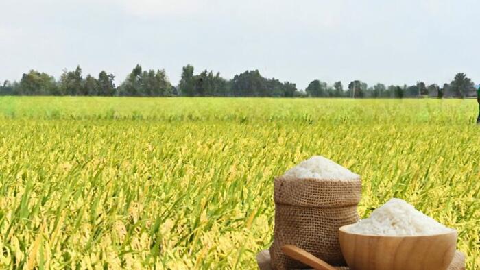 <a href="/thi-truong" title="Thị trường" rel="dofollow">Thị trường</a>