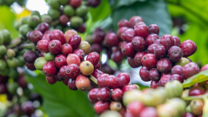 <a href="/thi-truong" title="Thị trường" rel="dofollow">Thị trường</a>