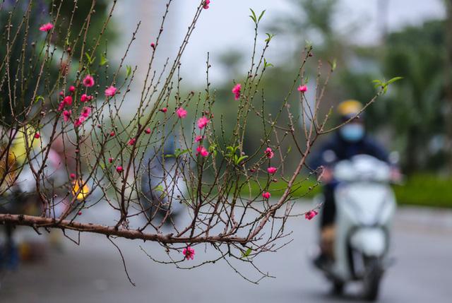 Sắc xuân xuống phố, nhiều tiểu thương méo mặt vì thị trường Tết ảm đạm - Ảnh 9.