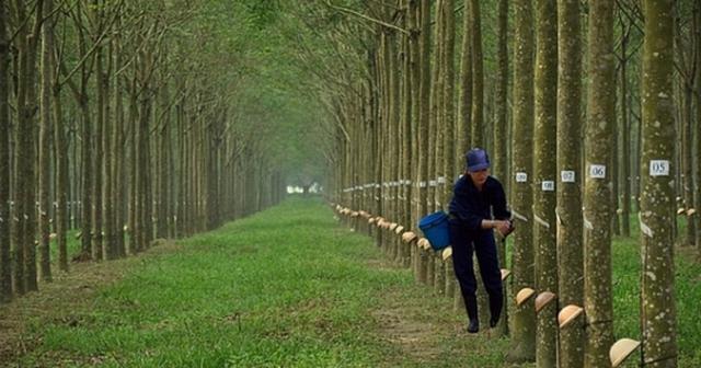 Cao su Đồng Phú 'lấn sân' sang bất động sản khu công nghiệp